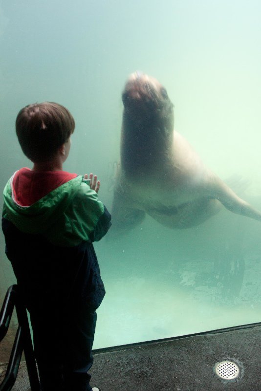 Sea Lion Encounter!
