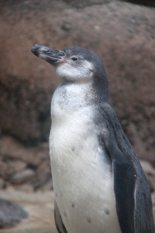 Pensive Penguin!