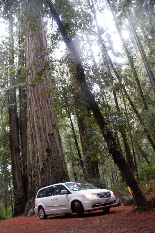 Redwoods