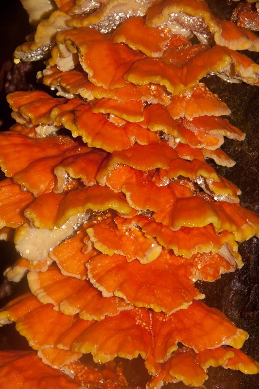 Fungi on Redwood