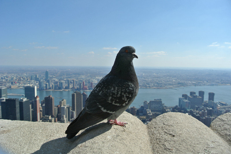 Pigeon on Empire State Building