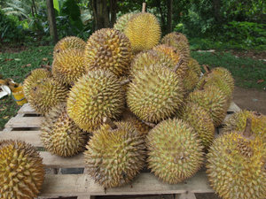 Durian The King of Fruits