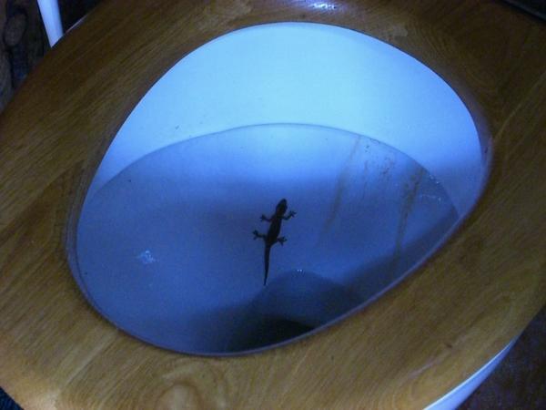 Toilet-Gecko