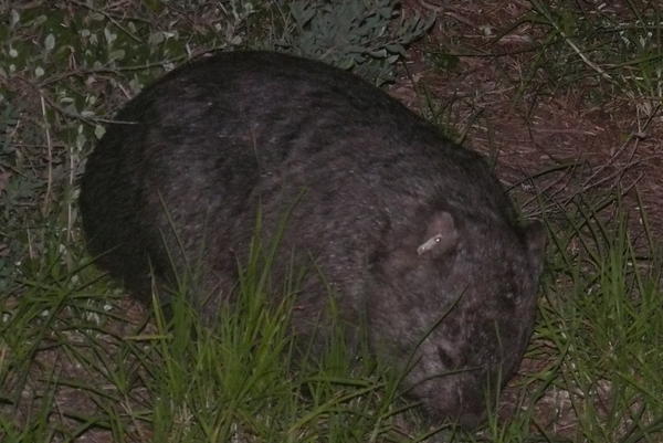 Nr. 2: ein kuscheliges Wombat