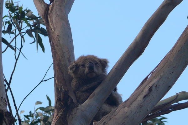 Nr.3: ein "zerdepschter" Koala