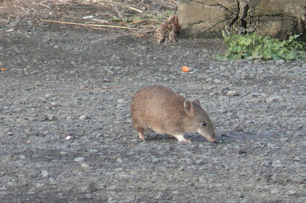 the southern brown Bandicoot