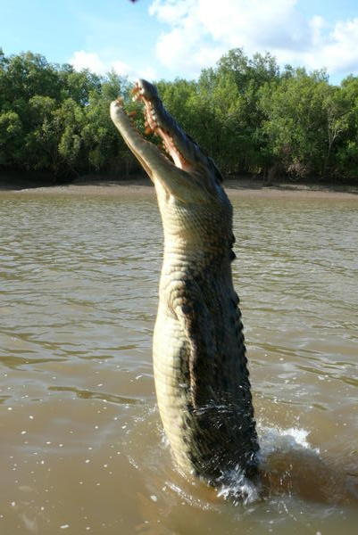 Jumping Saltwater Crocodile