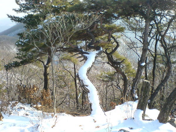 Snow-capped tree