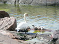 Swans on Suomenlinna