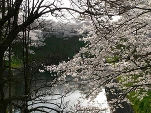 Les cerisiers en fleurs a Kudanshita