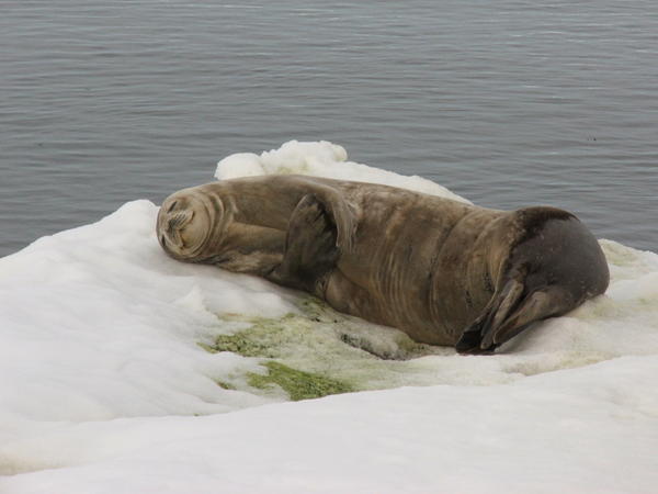 Weddell seal chilling on an iceflow
