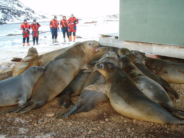 Elephant Seal huddle