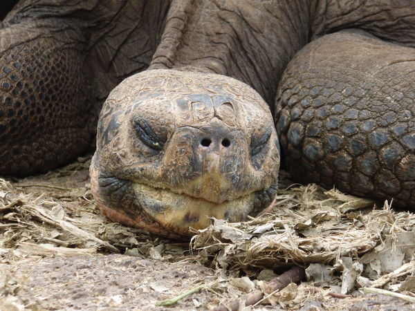 Galapagos Giant Tortoise 2