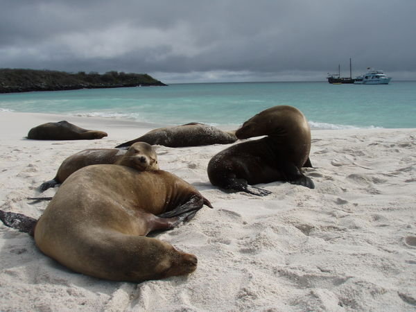 Sea Lions chilling on the Beach