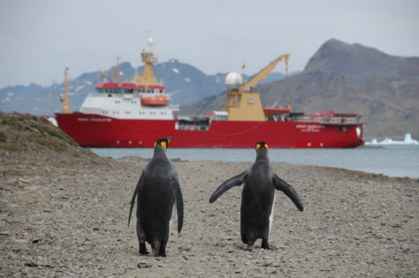 2 King Penguins off to hitch a lift