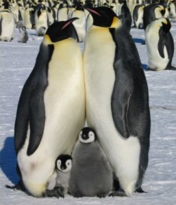 Emperor penguins and Chicks
