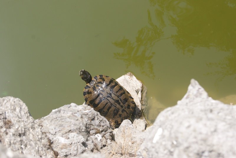 Turtle in the park