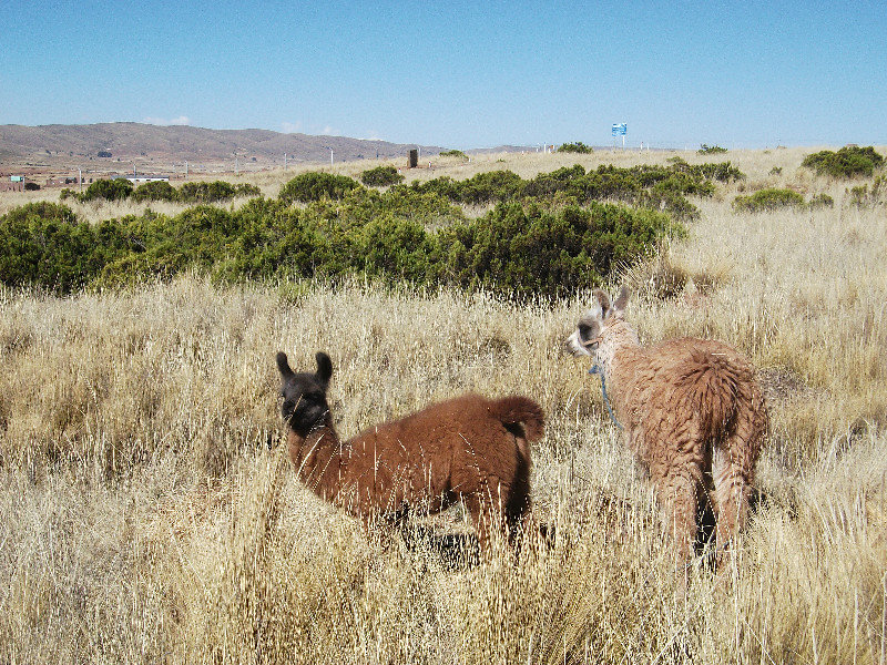 Des lamas au milieu des ruines