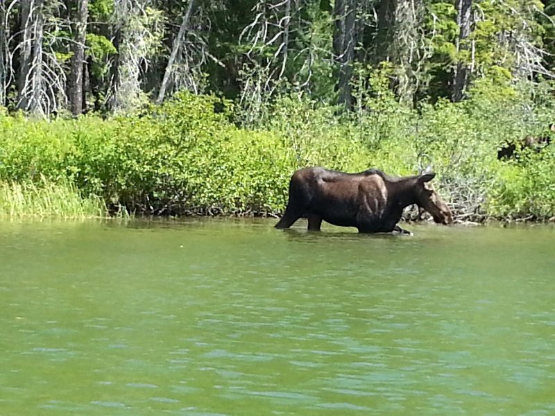Moose on Priest Lake Thoroughfare