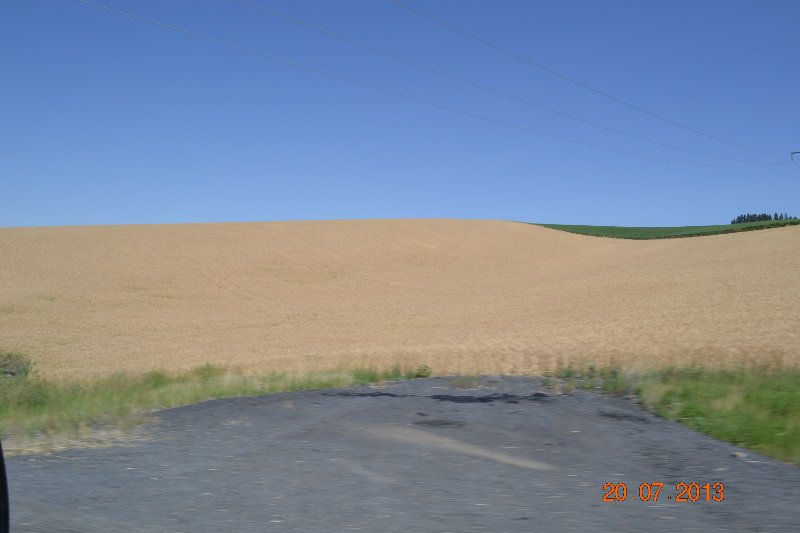 Wheat on hills