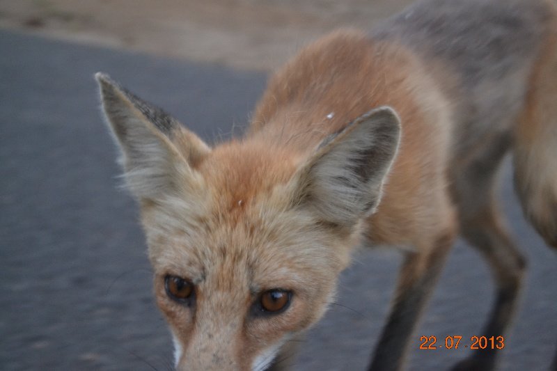 Foxy up close!
