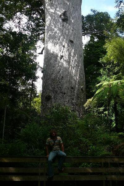 Tane Mahuta the God of the forest