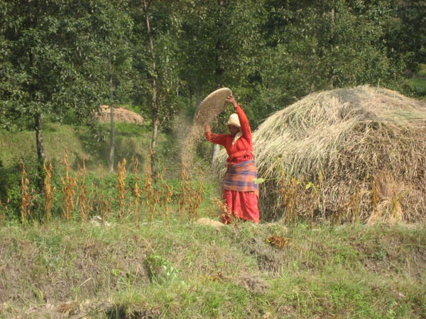 Woman Sorting Rice