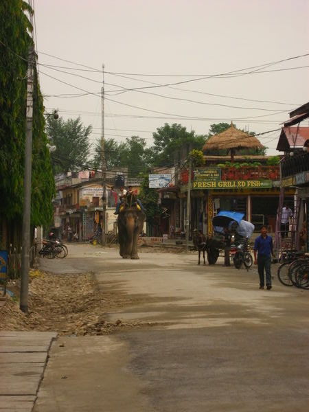 My Little Village of Sauraha, Chitwan