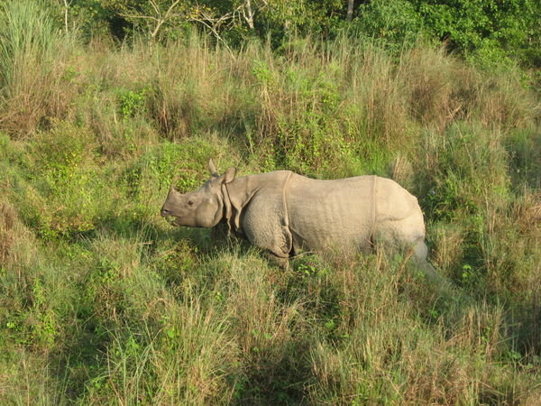 Rhino in the jungle...