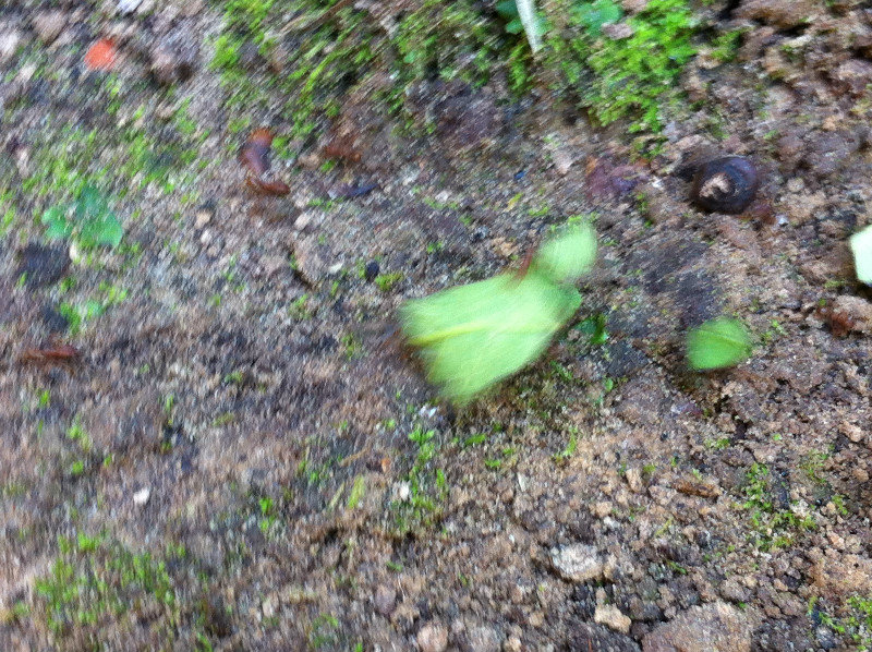 Ants at work moving leaves