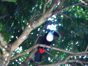My good friend, the Toucan