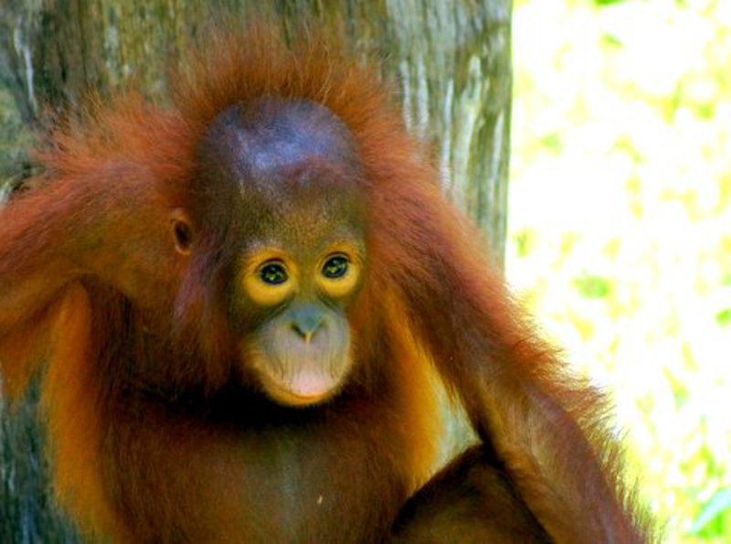 Baby Orangutan at the rehabilitation centre