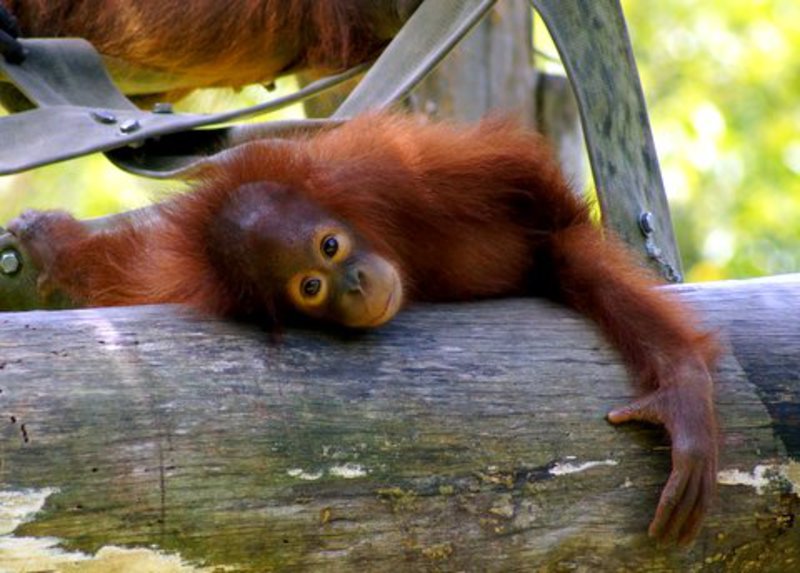 Its a hard life for an Orangutan