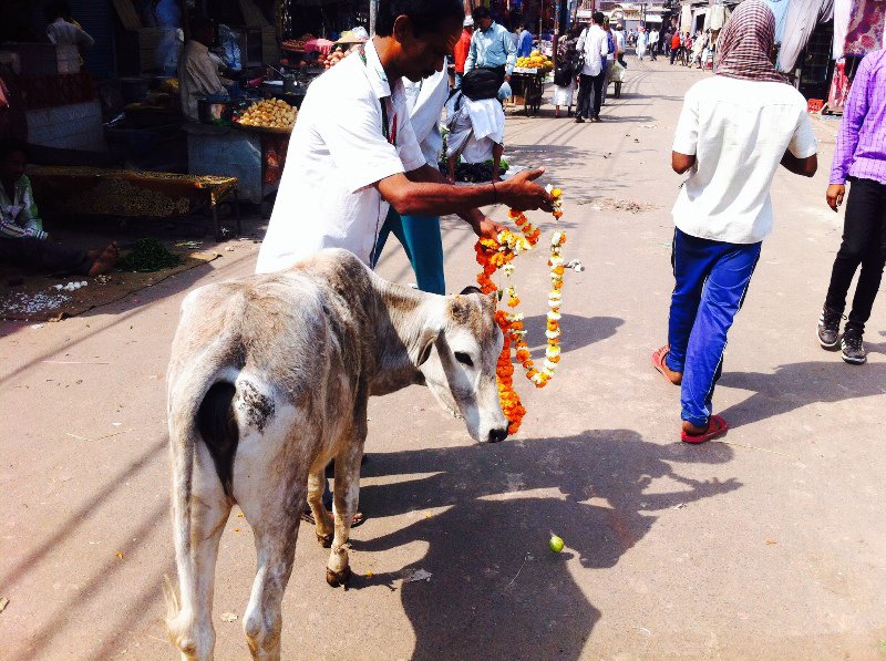 Cows are sacred in India, to eat one probably means in your next life you will be a bug