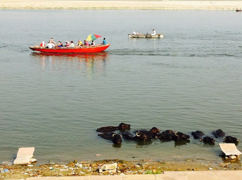 Buffalo and fishing boats
