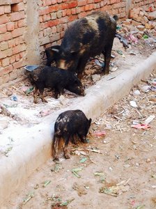 Family of pigs living on our street to the hostel