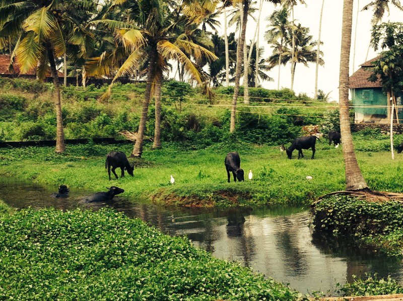 Our resident water buffaloes