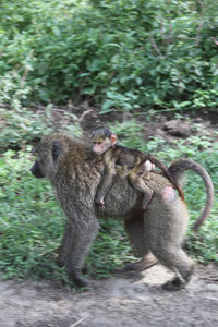 Baby Baboon clings to mom