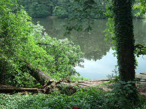 A Tree in the Lake