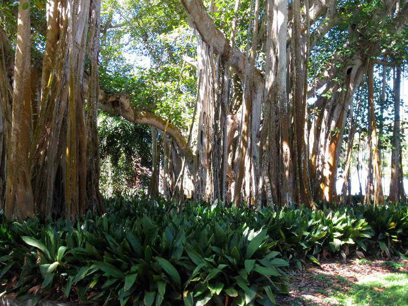 Banyon Trees