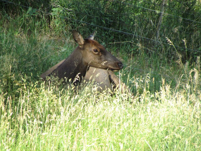 Elk - female