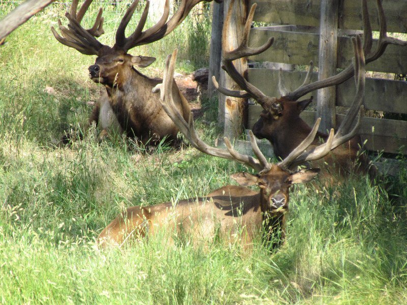 Elk - groups