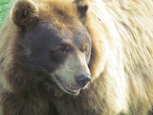 Brown Bear closeup