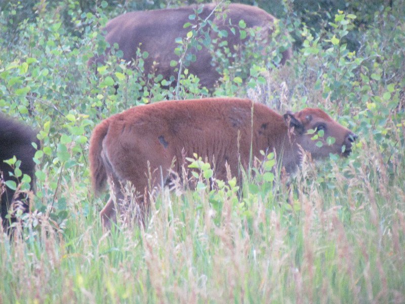 Baby Bison