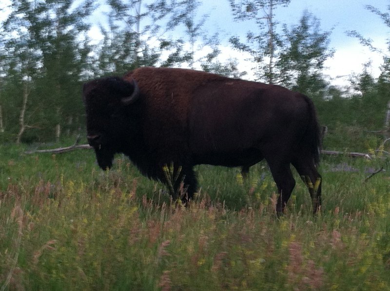 Majestic Bison