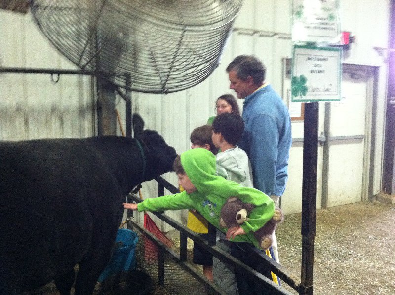 Touching a real live cow