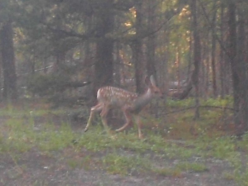 Baby Deer