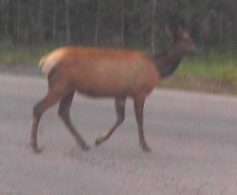 Elk