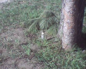 Ground Squirrel at Flintstone's campground