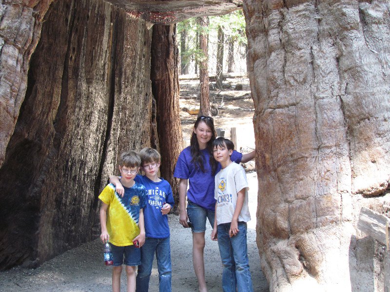 California Tree tunnel